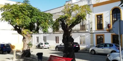 Abate de exemplar arbóreo (Melia azedarach) existente na Praça de Santo António por Risco de Queda Eminente