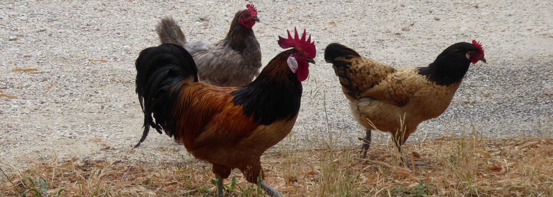 Arquivado: Venda de aves vivas no mercado mensal de 4 de março