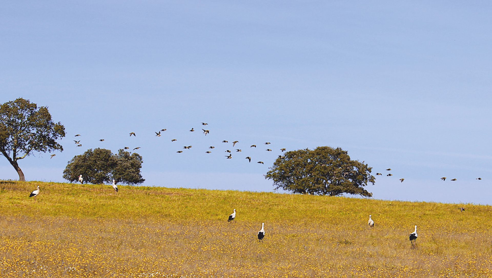 Birdwatching