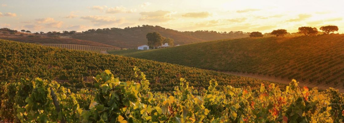 Centro de Tecnologia e Inovação da Vinha e do Vinho do Alentejo vai ter a sede em Reguengos de ...