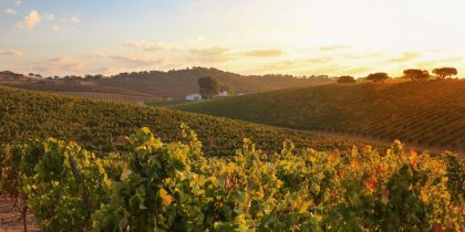 Centro de Tecnologia e Inovação da Vinha e do Vinho do Alentejo vai ter a sede em Reguengos de Monsaraz