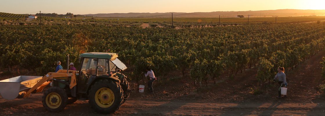 Reguengos de Monsaraz vai promover produtores de vinho e enoturismos do concelho nas redes sociais