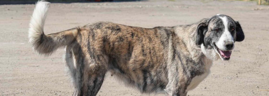 Município de Reguengos de Monsaraz sensibiliza para a adoção de cães nas Festas de Santo Ant�...
