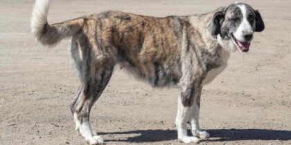 Município de Reguengos de Monsaraz sensibiliza para a adoção de cães nas Festas de Santo António
