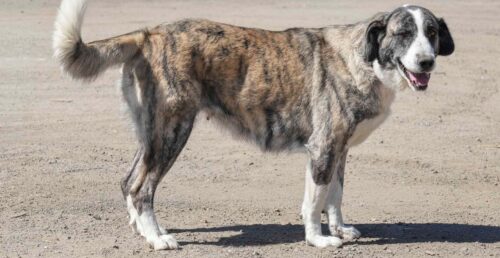 Município de Reguengos de Monsaraz sensibiliza para a adoção de cães nas Festas de Santo António
